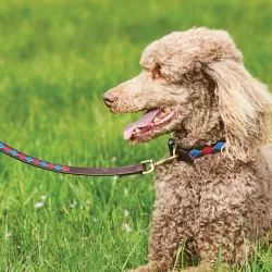 Weatherbeeta Honden Halsband met Patroon - Beaufort-brown-pink-blue - Maat Xs