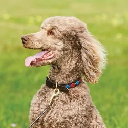 Weatherbeeta Honden Halsband met Patroon - Beaufort-brown-pink-blue - Maat Xs